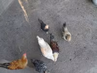 bantam japonais — photo 2