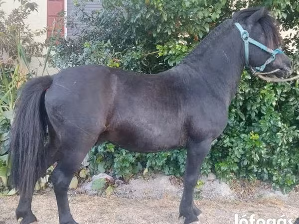 Horse (M), Horses