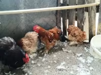 Chickens — photo 3
