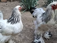 براهما — الصورة 4