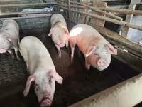 Pigs (batch, sex not specified), Pigs — photo 3