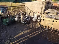 Geese — फ़ोटो 1