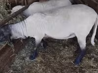 公羊, Tsigai sheep — 照片 4
