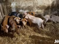 Boar, Pigs — photo 3