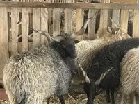 Kos, Racka sheep — 5. fotó