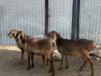 Schaf, Hissar sheep — Foto 2