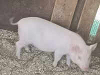 公猪, Pigs — 照片 3