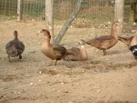 Ducks — 照片 6