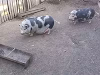 母猪, Pigs — 照片 2