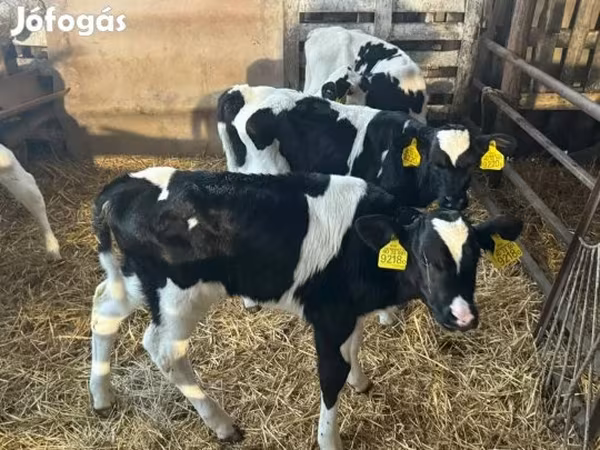 Toro, Russian Black pied cattle