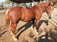 母马, Hungarian horse breed — 照片 3