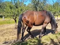 公马, Horses — 照片 2