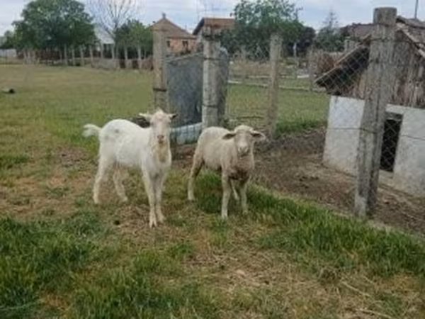 Kos, Merino sheep — Magyarország