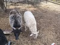 Widder, Merino sheep — Foto 6