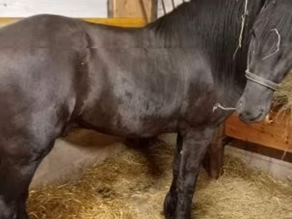 At, Friesian