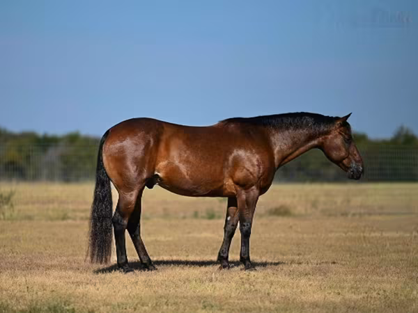घोड़ा, Quarter Horse