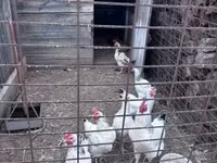 Sussex — 1. fotó