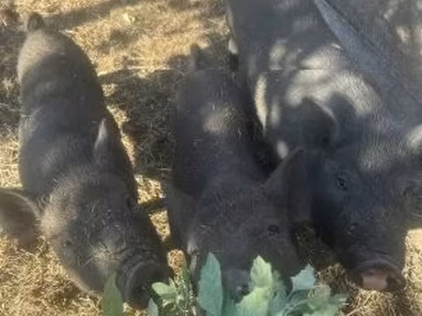 公猪, Вьетнамская вислобрюхая