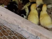 Ducks — 照片 3