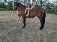 Yegua, Caballos — foto 5