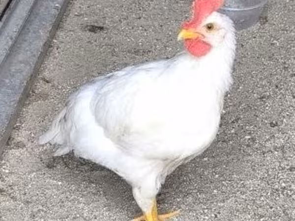 Leghorn