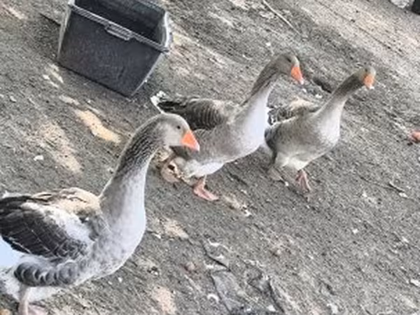 Graue und graugescheckte dänische Gans