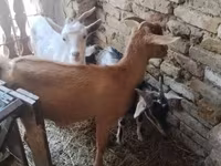 Cabras (lote, sexo no especificado), Cabras — foto 1