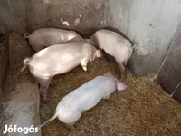 Süldőanya, Крупная белая — 2. fotó