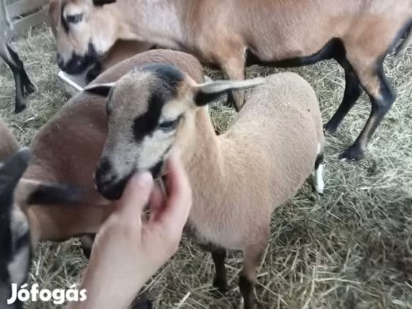 Sheep, Cameroon sheep