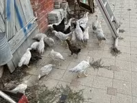 Chickens — zdjęcie 3