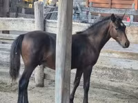 حصان, Welsh Cob — الصورة 7
