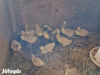 Ducks — photo 2
