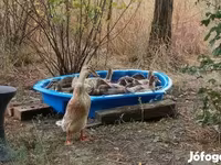 إنديان رانر — الصورة 4
