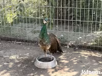 Chickens — foto 5