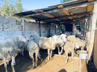 Kos, Merinoland sheep — 3. fotó