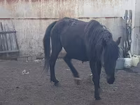 Yegua, Horse breed — foto 3
