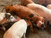 Sow, Pigs — photo 1