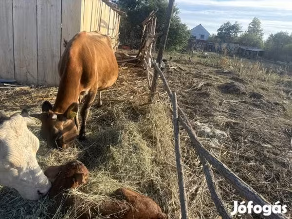Tehén, Jersey fajta