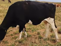 母牛, Holstein breed — 照片 4