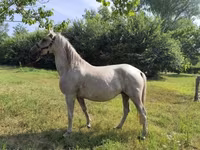 Mare, Lipizzaner — photo 1