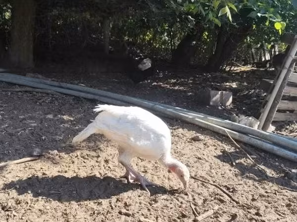 Turkeys — Maďarsko