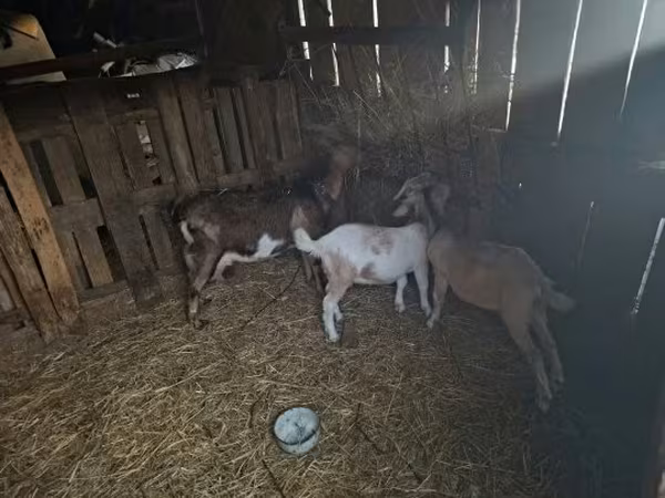 Kozel, Alpine goat — Maďarsko