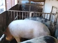 母猪, Pigs — 照片 3