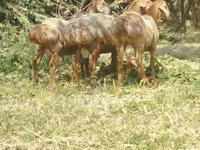 أغنام (دفعة، الجنس غير محدد), Arashan sheep — الصورة 6