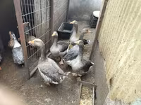Geese — फ़ोटो 2