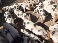 Eber, Schweine — Foto 3