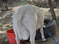 Baran, Dorper sheep — zdjęcie 5