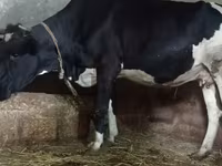 Cow, Russian Black pied cattle — photo 4