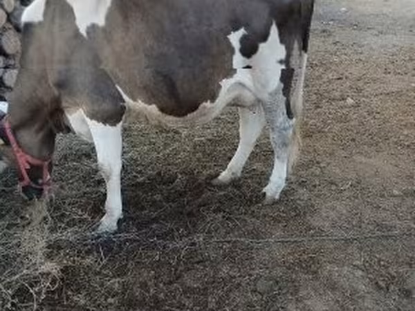 Kuh, Holstein-Rasse — Ungarn