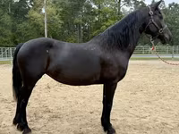 Mare, Friesian — photo 3